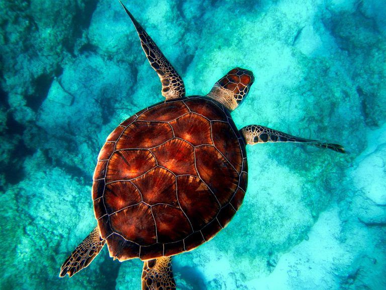 sea, turtle, diving-2361247.jpg