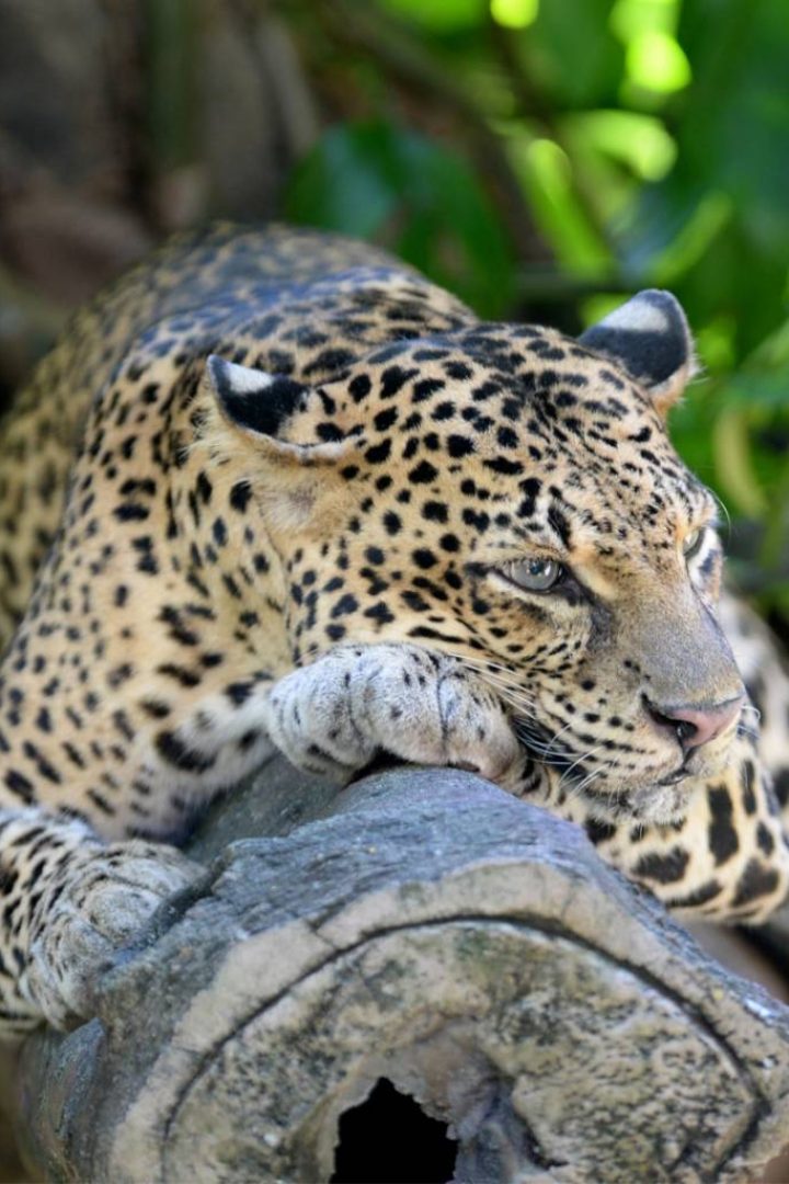 Leopard-in-Yala--Sri-Lanka-Tours--On-The-Go-Tours-258641427108861_crop_1280_1024